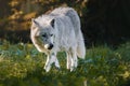 a wolf standing on top of a lush green field of grass