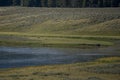 Wolf Stands on Island in Bend of Yellowstone River Royalty Free Stock Photo