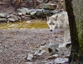 Wolf Stare Royalty Free Stock Photo