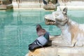 Wolf Statue With Pigeons Royalty Free Stock Photo