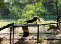 Wolf Stretching In a Zoo, India Royalty Free Stock Photo