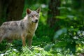 Wolf in summer forest. Wildlife scene from nature