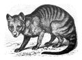 Wolf Thylacinus cynocephalus / Illustration from Brockhaus Konversations-Lexikon 1908