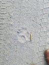 Wolf track with a 30.06 shell for scale