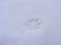 Wolf track on white snowy background. Winter snow nature view
