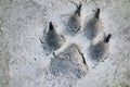 Wolf Track Prints Canadian Rocky Mountain Wilderness