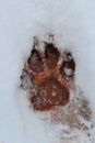 Wolf Track in the Winter Snow