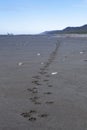 Wolf tracks on Alaskan beach