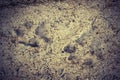 Wolf tracks in mud