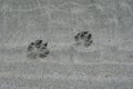 Wolf tracks in the sand on the Brookes Peninsula