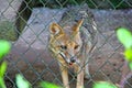 Wolf trapped in zoo cage Royalty Free Stock Photo