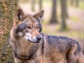 Wolf in between of trees of forest Royalty Free Stock Photo