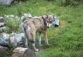 Minnesota Gray Wolf with a wary rearward look