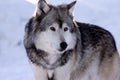 Wolf Up Close Studying Surroundings