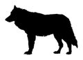 Wolf vector illustration black silhouette Royalty Free Stock Photo