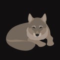 Wolf vector illustration style Flat Royalty Free Stock Photo