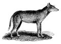 Wolf, vintage engraving