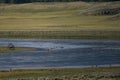 Wolf Wades In Yellowstone River At A Distance Royalty Free Stock Photo