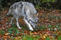 wolf walking in the forest Royalty Free Stock Photo