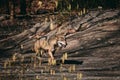 Wolf walking in the forest Royalty Free Stock Photo