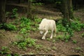 White wolf walking on a ground