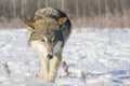 Wolf walking and hunting for prey Royalty Free Stock Photo