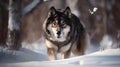 Wolf Walking, Observe, And Hunting In The Snowy Woods In Winter