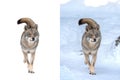 wolf Walking in the snow and isolated on a white background for easy work by designer Royalty Free Stock Photo