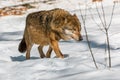 Wolf walking in the winter forest Royalty Free Stock Photo