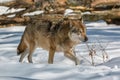 Wolf walking in the winter forest Royalty Free Stock Photo
