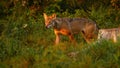 Wolf walking in woodland in summertime evening sun Royalty Free Stock Photo