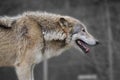 Wolf watching prey across the snow covered plains Royalty Free Stock Photo