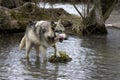 Wolf in the Water Royalty Free Stock Photo