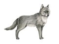 Wolf watercolor illustration. Grey arctic wolf animal hand drawn image. Wildlife Canada, Taiga forest predator. Single Royalty Free Stock Photo