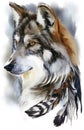 Wolf watercolor painting Royalty Free Stock Photo