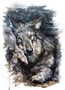 Wolf watercolor painting predator animals Wild and Free Royalty Free Stock Photo