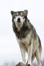 Wolf on White Background