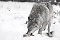 Wolf on white snow with a piece of meat. the beast is cautious. Discolored, black and white