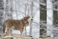 Wolf in winter Royalty Free Stock Photo