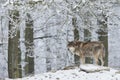 Wolf in winter Royalty Free Stock Photo