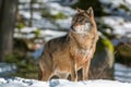 Wolf in the winter forest Royalty Free Stock Photo