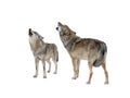 Wolf and she-wolf howling isolated on white Royalty Free Stock Photo
