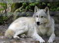 Wolf, Wolf research station Ernstbrunn, Lower Austria Royalty Free Stock Photo