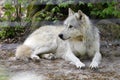 Wolf, Wolf research station Ernstbrunn, Lower Austria Royalty Free Stock Photo