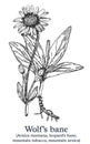 Wolf's bane. Vector hand drawn plant. Vintage medicinal plant sketch.