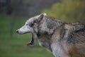 Wolf yawn Royalty Free Stock Photo