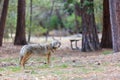 Wolf, Yosemite National Park, California, USA