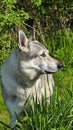 Wolfdog looking at something in the grass