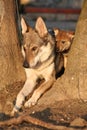 Wolfdog mother with its puppy between trees Royalty Free Stock Photo