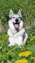 Wolfdog peacefully sunbathing lying down between beautiful yellow dandelions